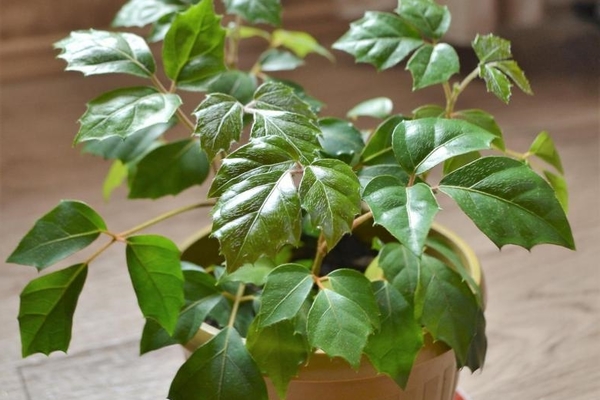 decorative indoor grapes