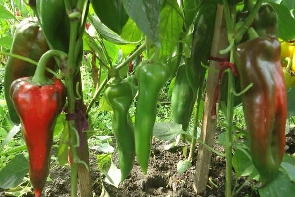 pepper cow's ear