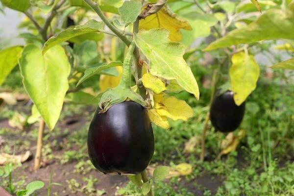 eggplant leaves turn yellow