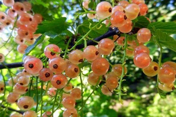 varieties of white currant