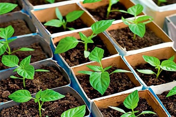 home seedlings of peppers