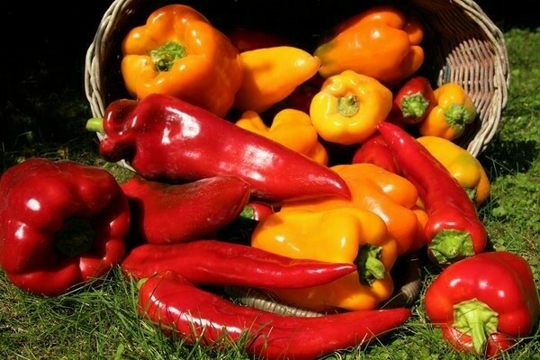 sweet pepper seedlings