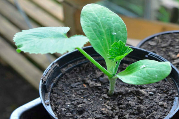 Anbauregeln und Fotos von Kürbis- und Zucchini-Setzlingen: Zucchini-Setzlinge