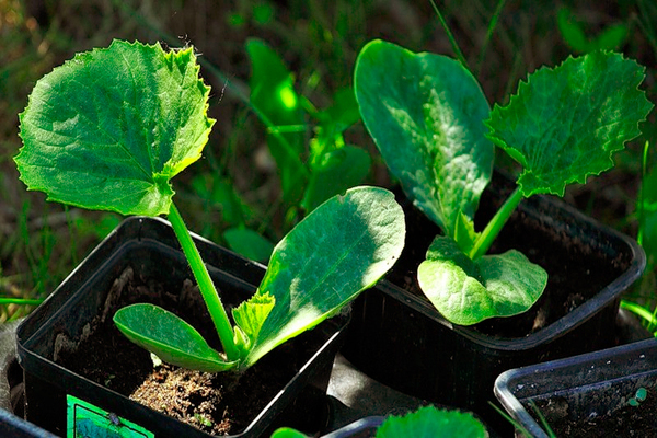 How to distinguish between squash and pumpkin seedlings