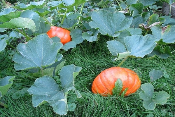 Setzlinge von Kürbissen, Zucchini: Besonderheiten von Pflanzen und Früchten der Familie