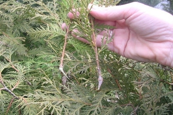 wie man Thuja durch Stecklinge vermehrt