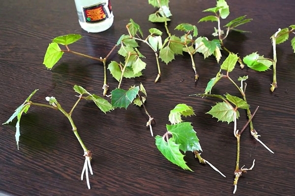 indoor grape propagation