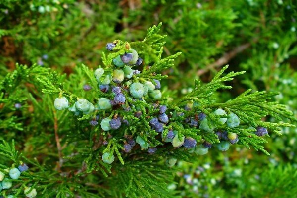 Juniper medium