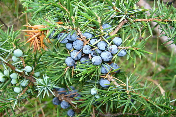 Juniper medium