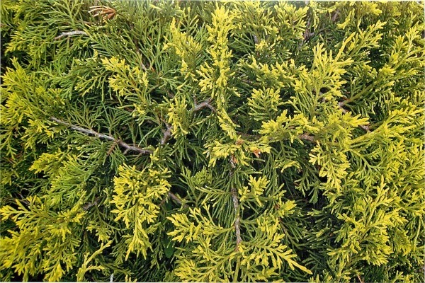 Juniper medium