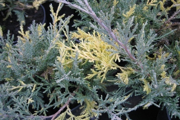 Juniper medium