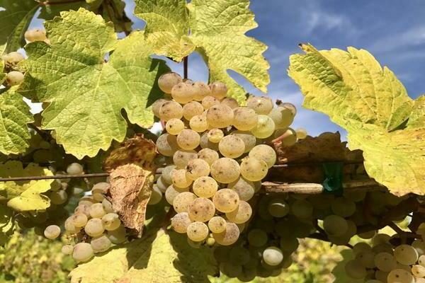 white grape varieties