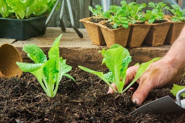 romaine lettuce how to grow