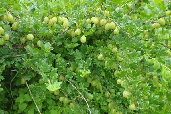 gooseberry spring