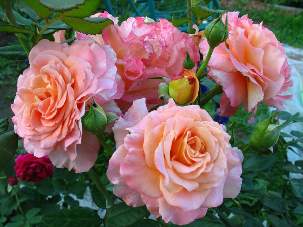 rosas august louise