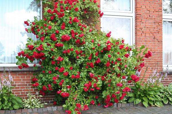 rose climbing sympathy