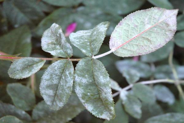 Rose Sympathie Bewertungen