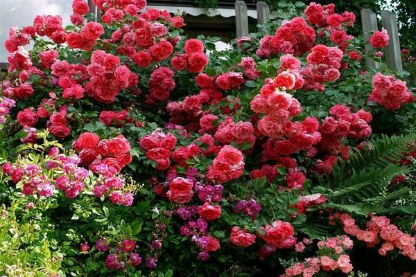 Rose Rosarium Utersen: TOP secretos de cultivo y cuidado con fotos