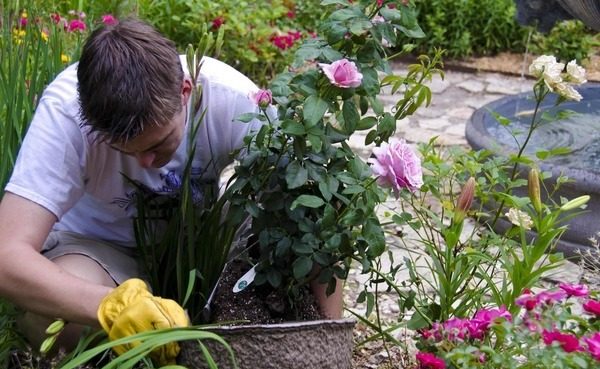 penjačica rosearium utersen