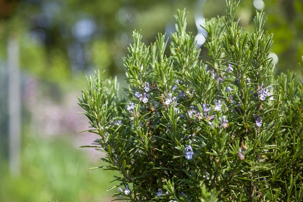 medicinal herbs application