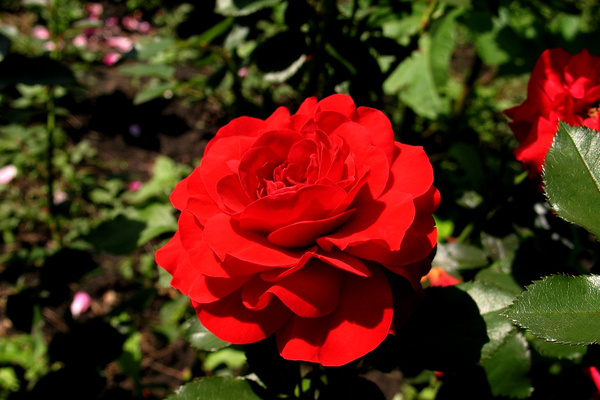 floribunda