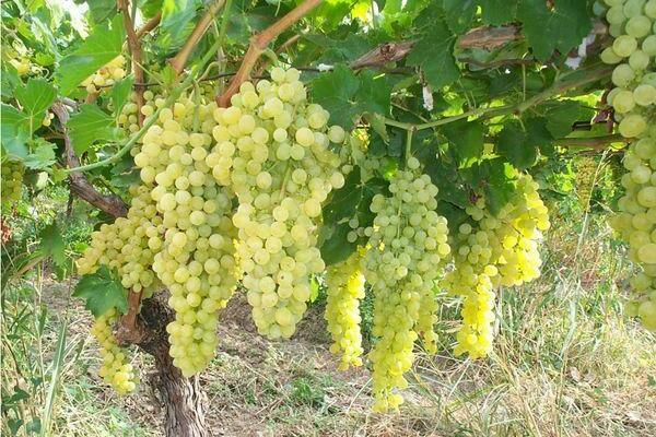 Rusbol grapes description