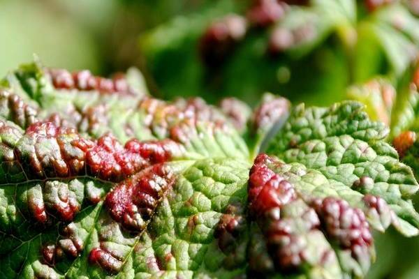 Rost auf Johannisbeeren