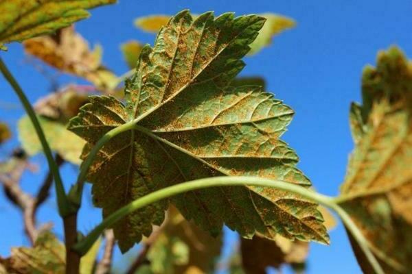 Rost auf Johannisbeeren