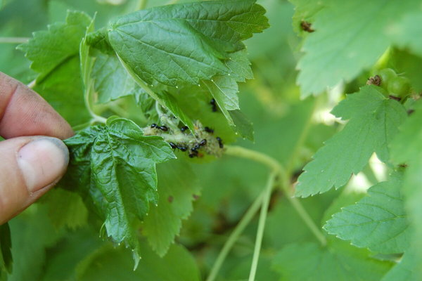 pucerons et fourmis sur les groseilles