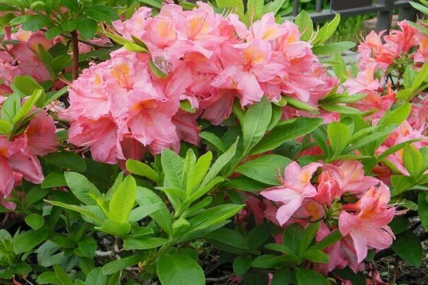 hardin azalea