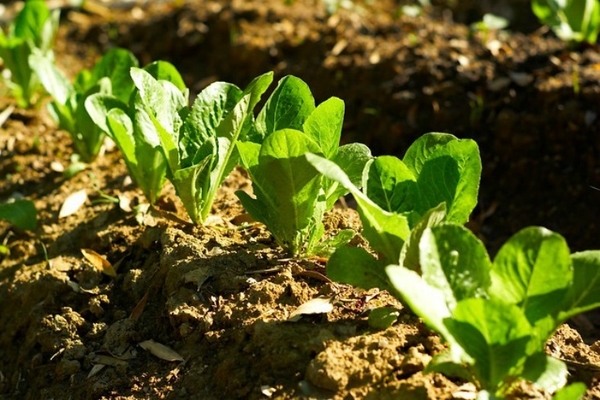 mga larawan ng romaine lettuce