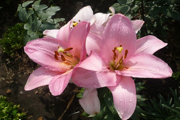 The most beautiful lilies