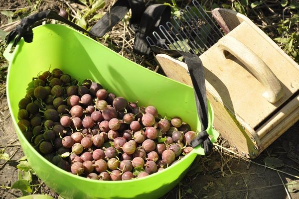 picking gooseberries