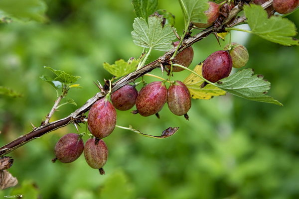 berač ogrozda