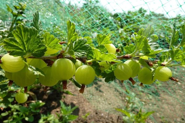 Stachelbeeren mit einer Plastikflasche pflücken