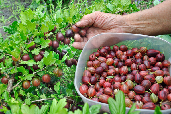 gooseberry picking time