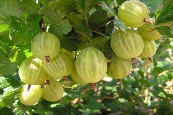 gooseberry harvest