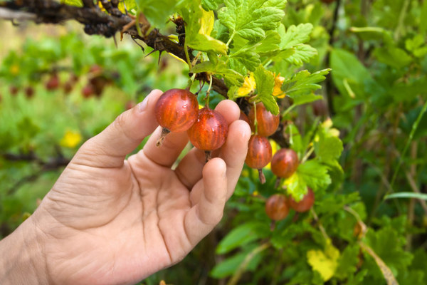 ani ng gooseberry