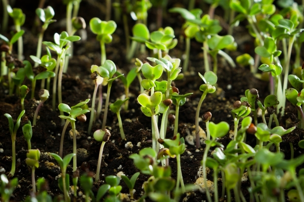 romaine lettuce growing