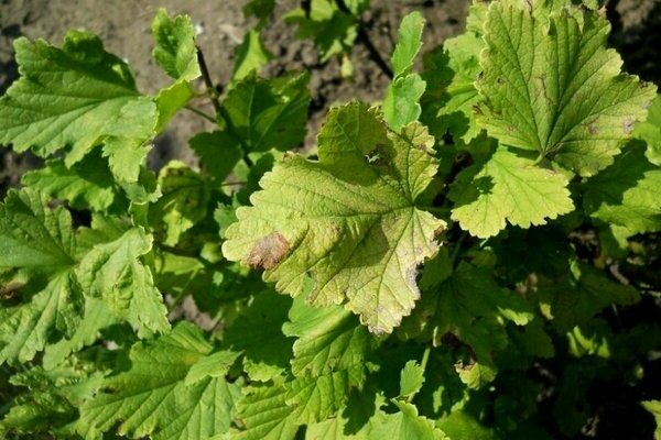 gooseberry harlequin