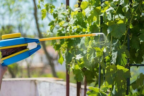 when to process grapes with sulfur