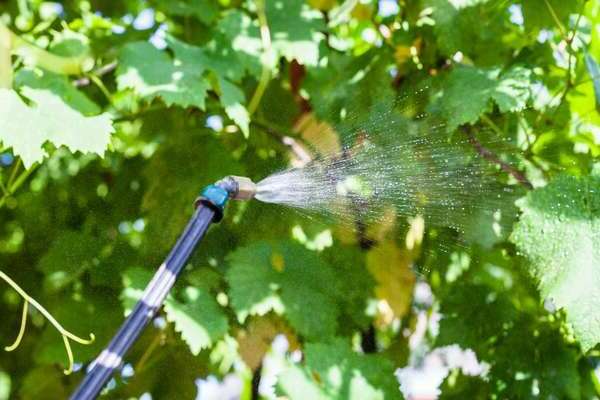 grape processing with sulfur