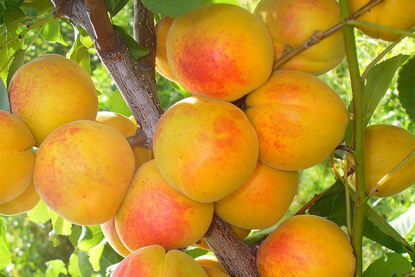 early apricot