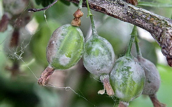 Doenças da groselha