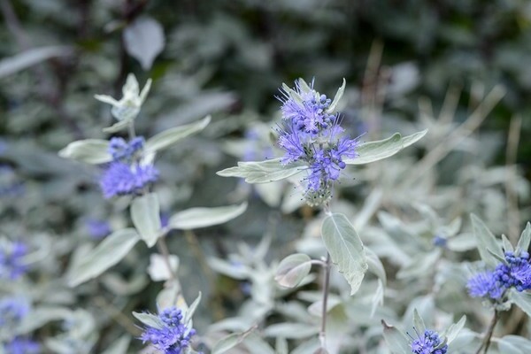 Gray (grey) karyopteris