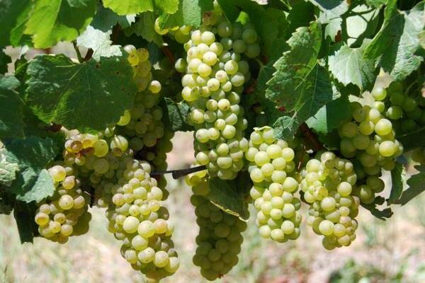 white grape varieties