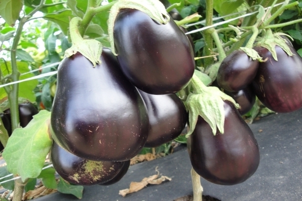 eggplant varieties