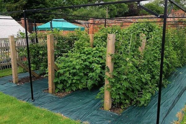 Raspberry trellis