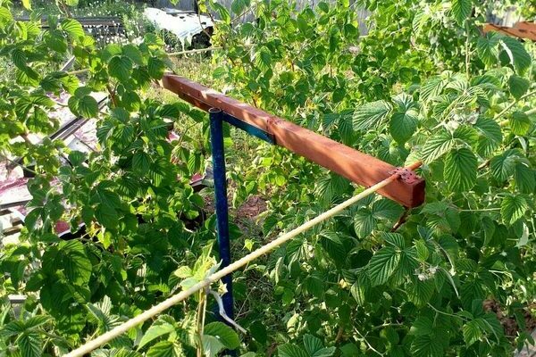 Raspberry trellis