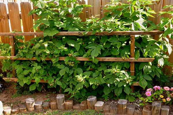 Raspberry trellis